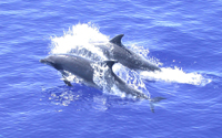 Dolphins jumping.
