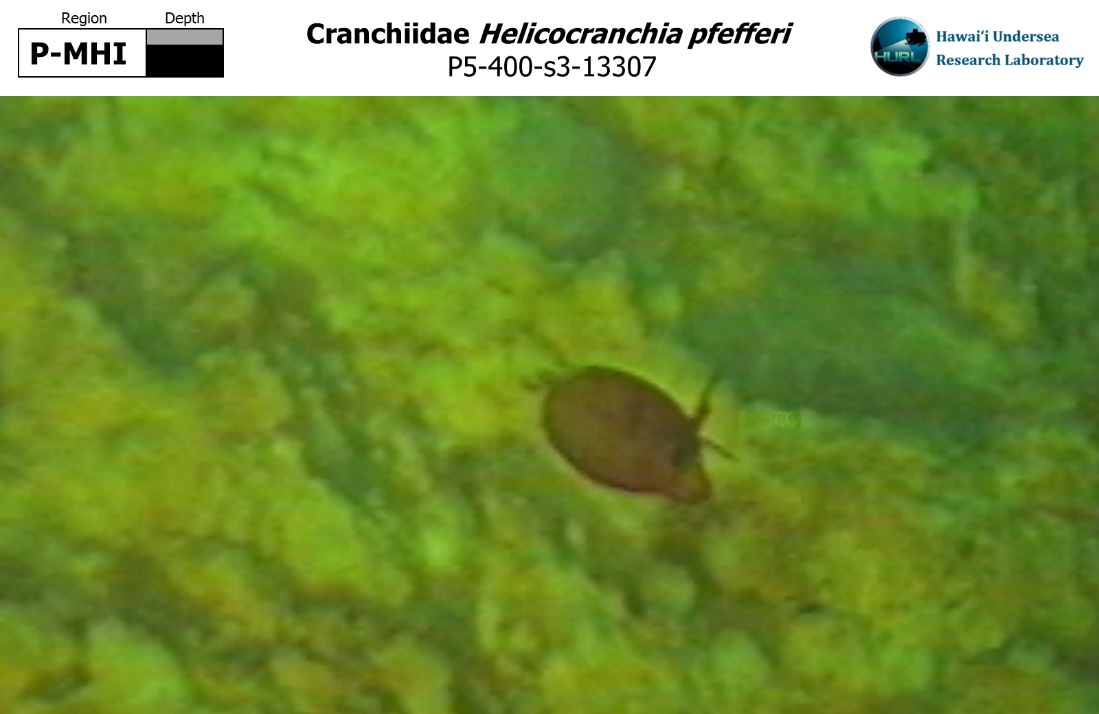 Helicocranchia pfefferi