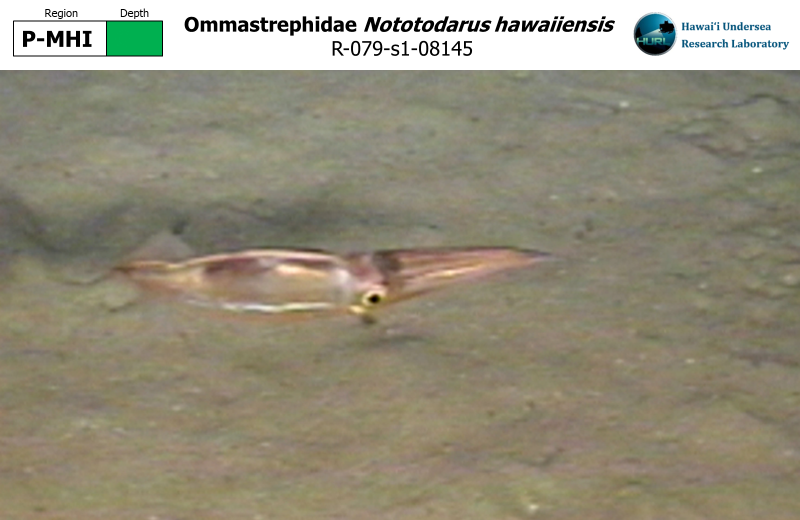 Nototodarus hawaiiensis