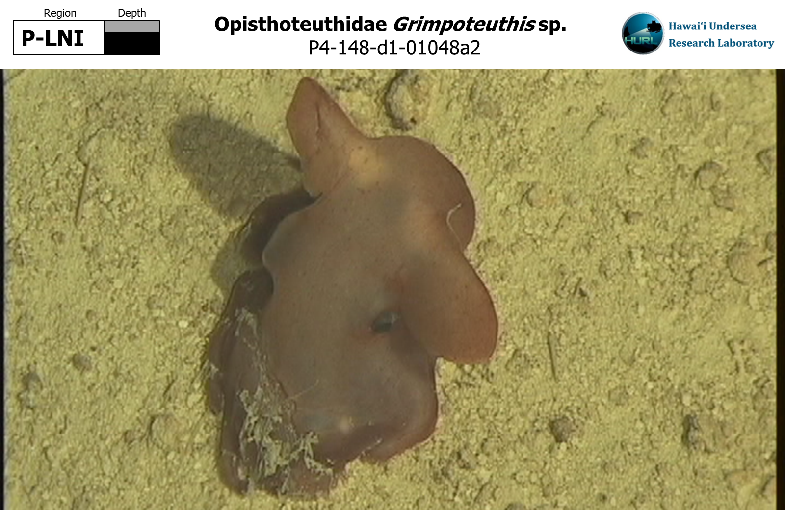 Grimpoteuthis sp.