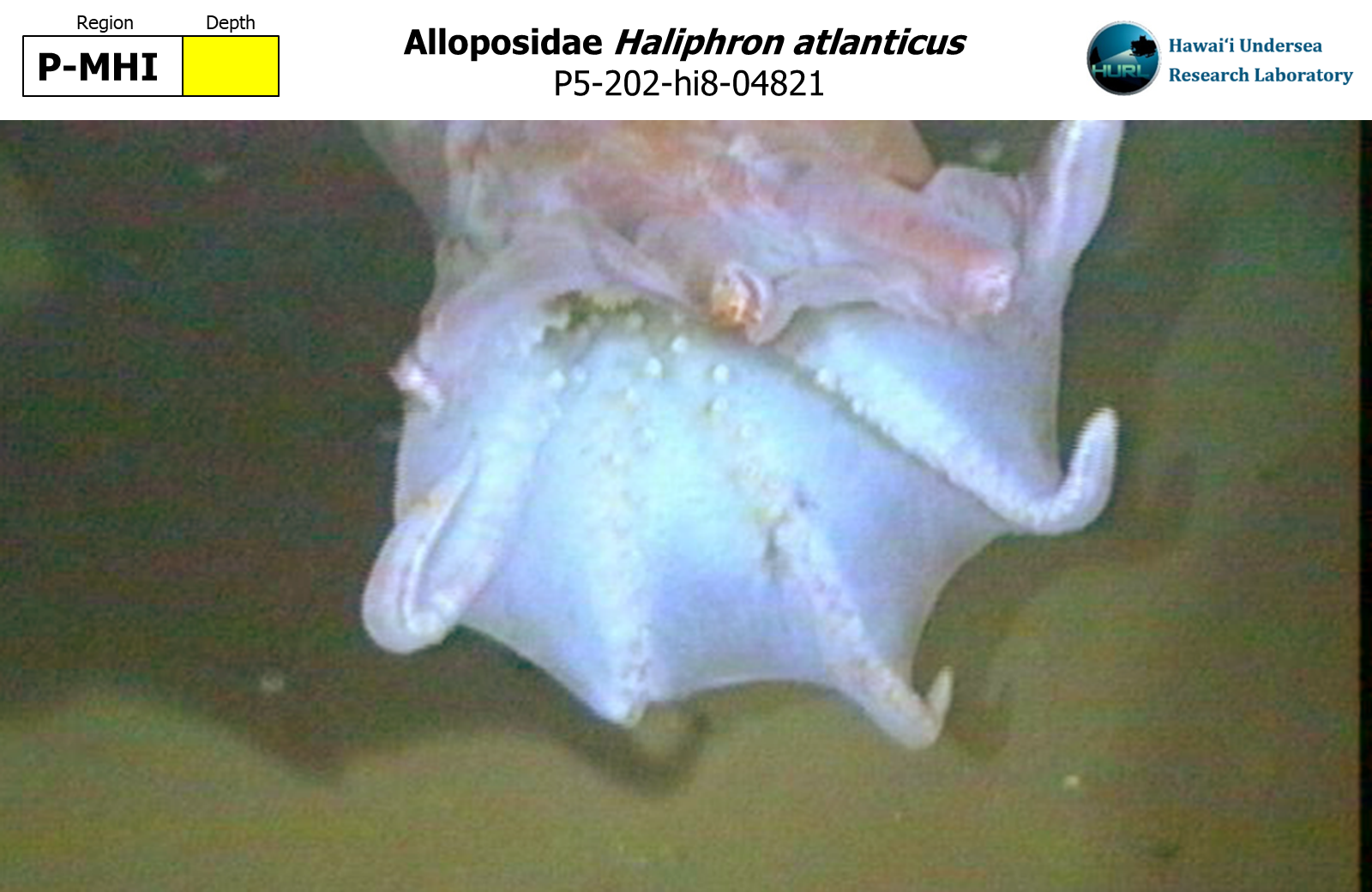 Haliphron atlanticus