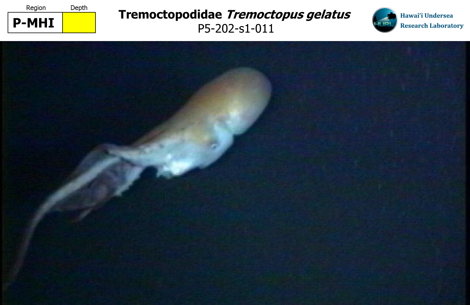 Tremoctopus gelatus