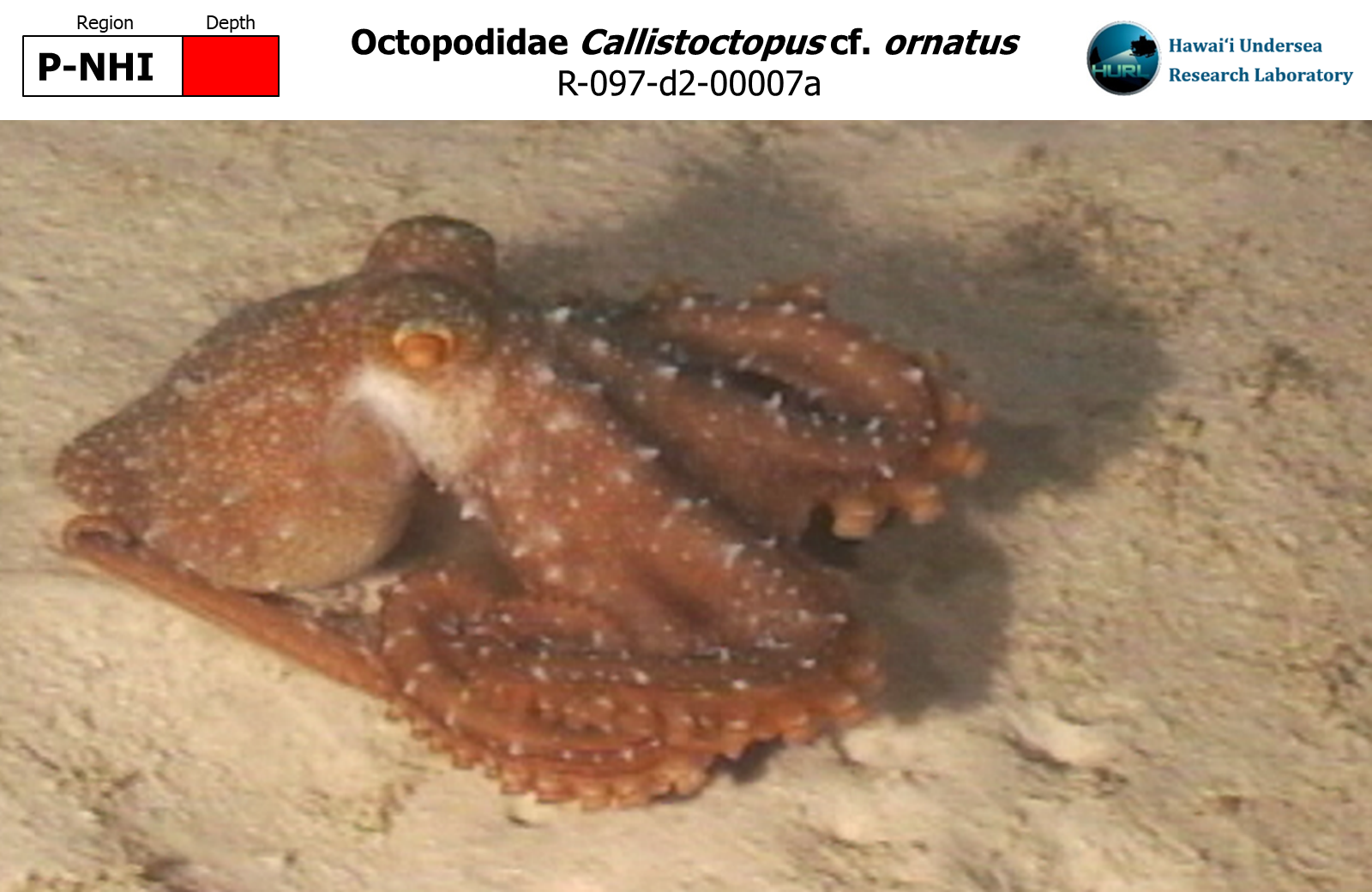 Callistoctopus cf. ornatus