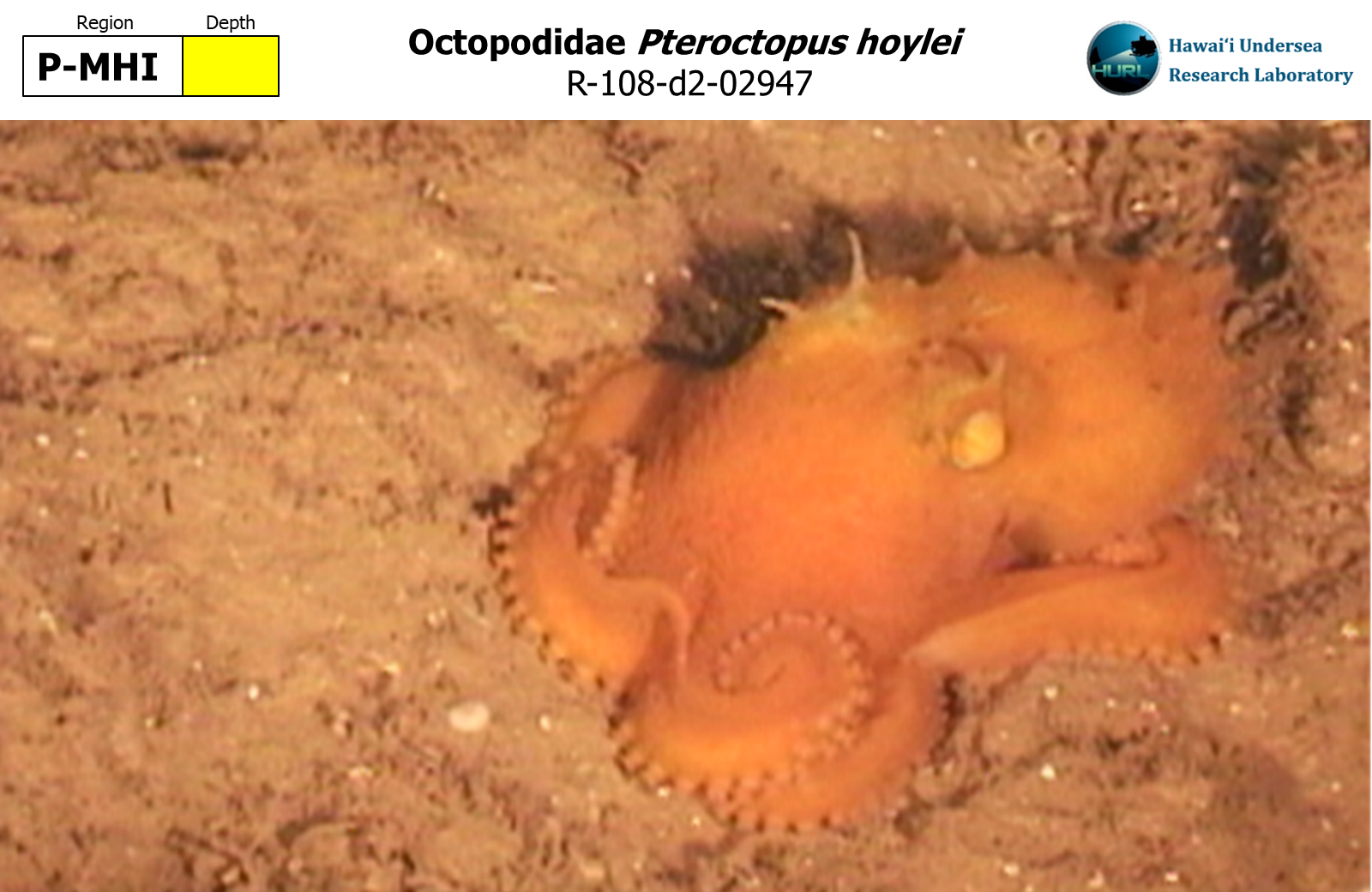 Pteroctopus hoylei