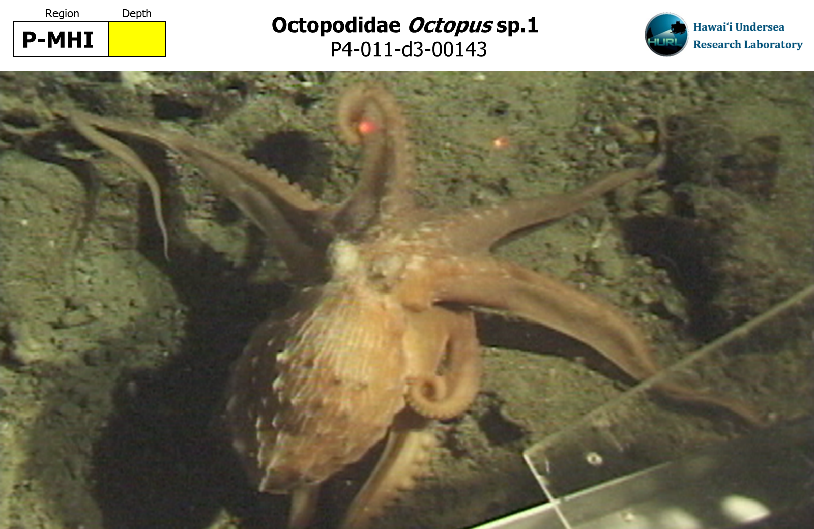 Octopus sp.1