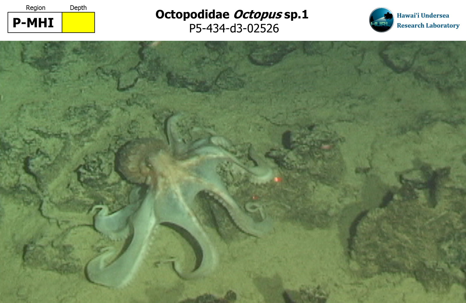 Octopus sp.1