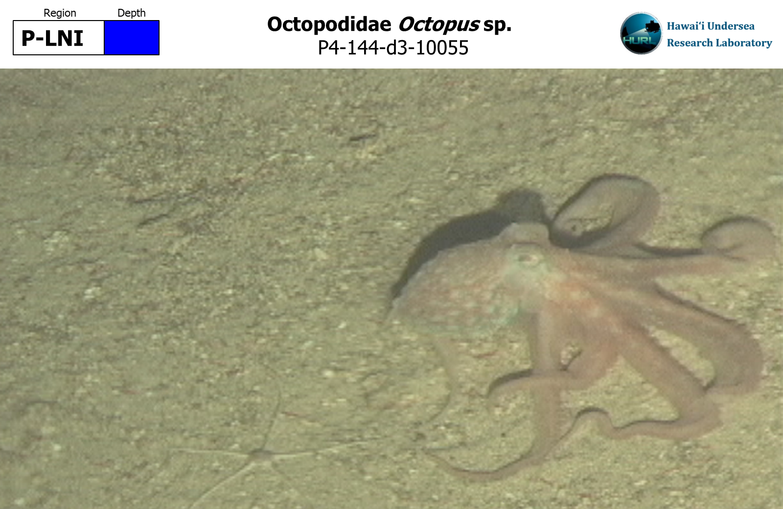 Octopus sp.
