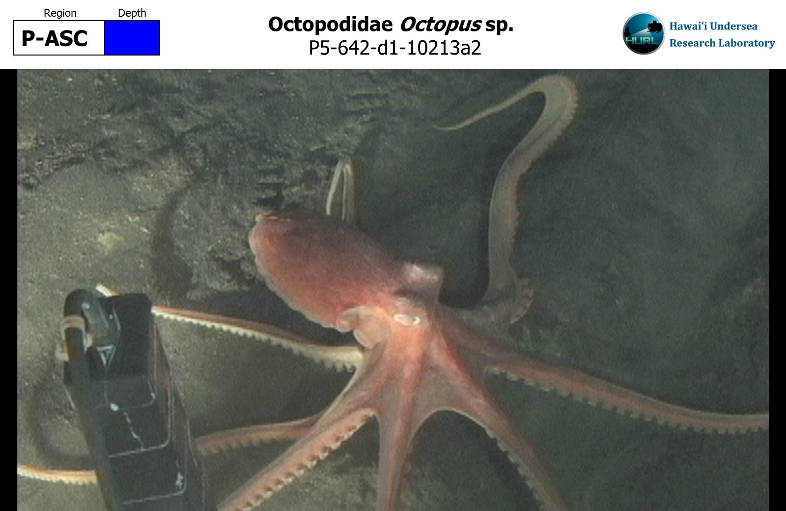 Octopus sp.