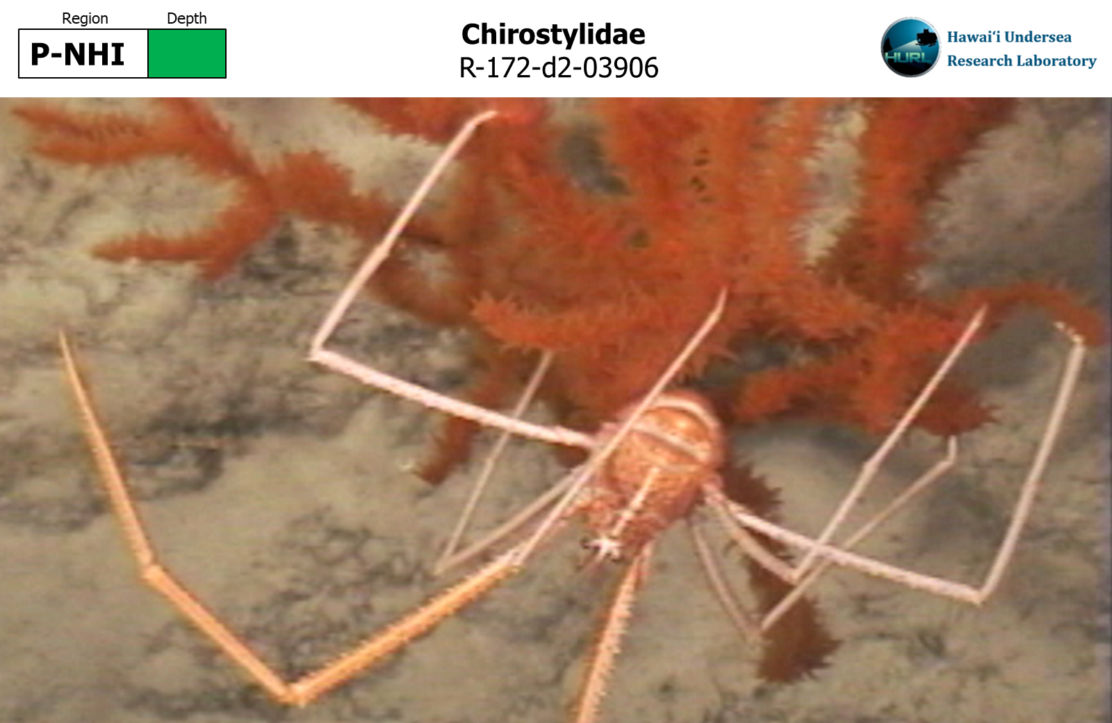 Chirostylidae