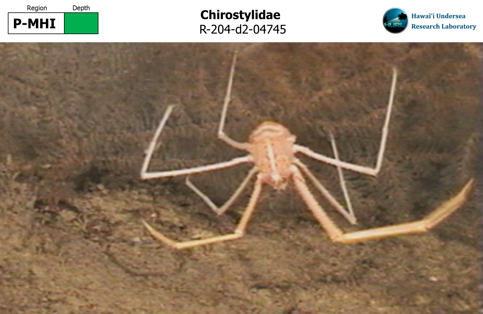 Chirostylidae