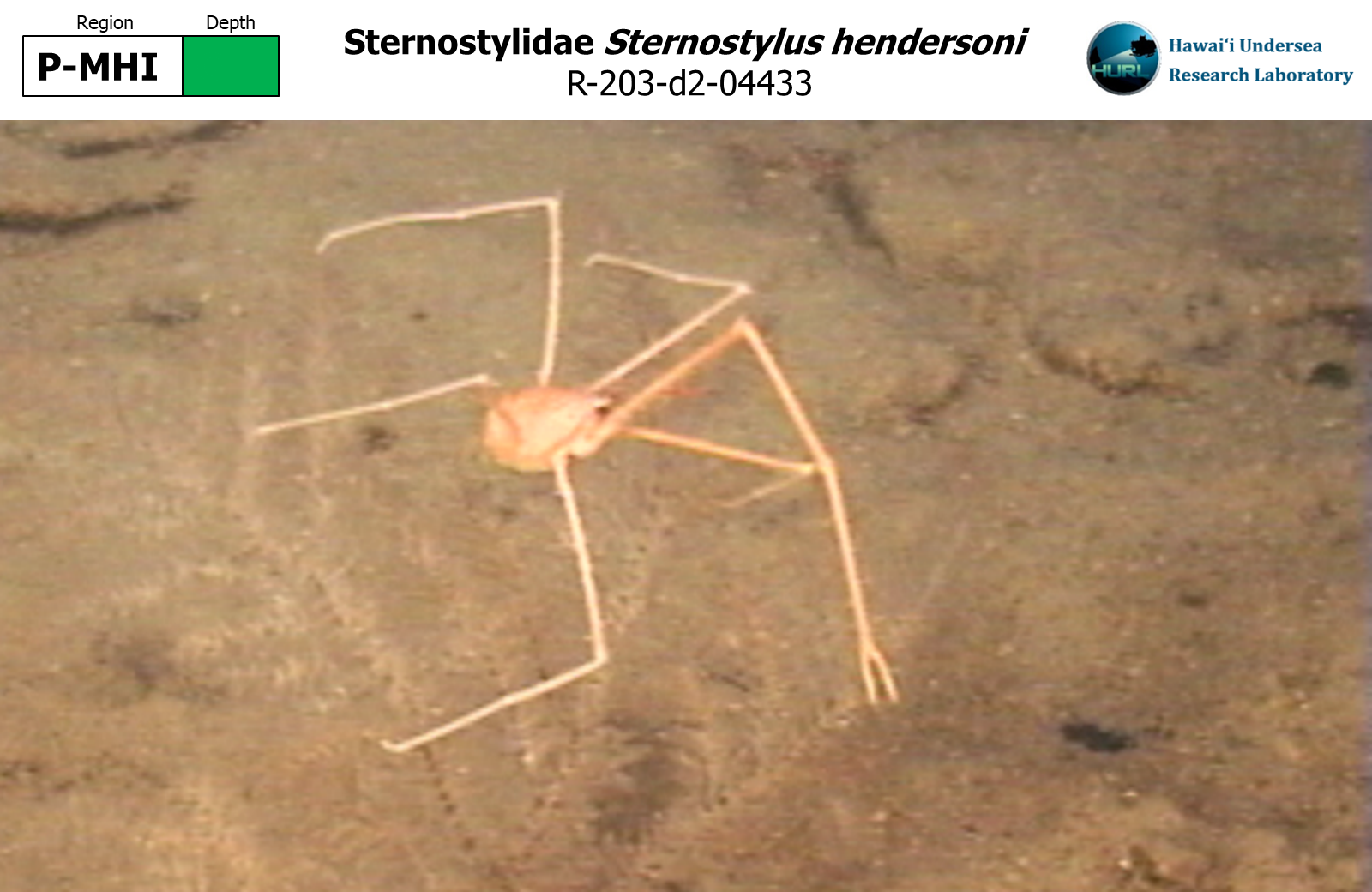 Sternostylus hendersoni