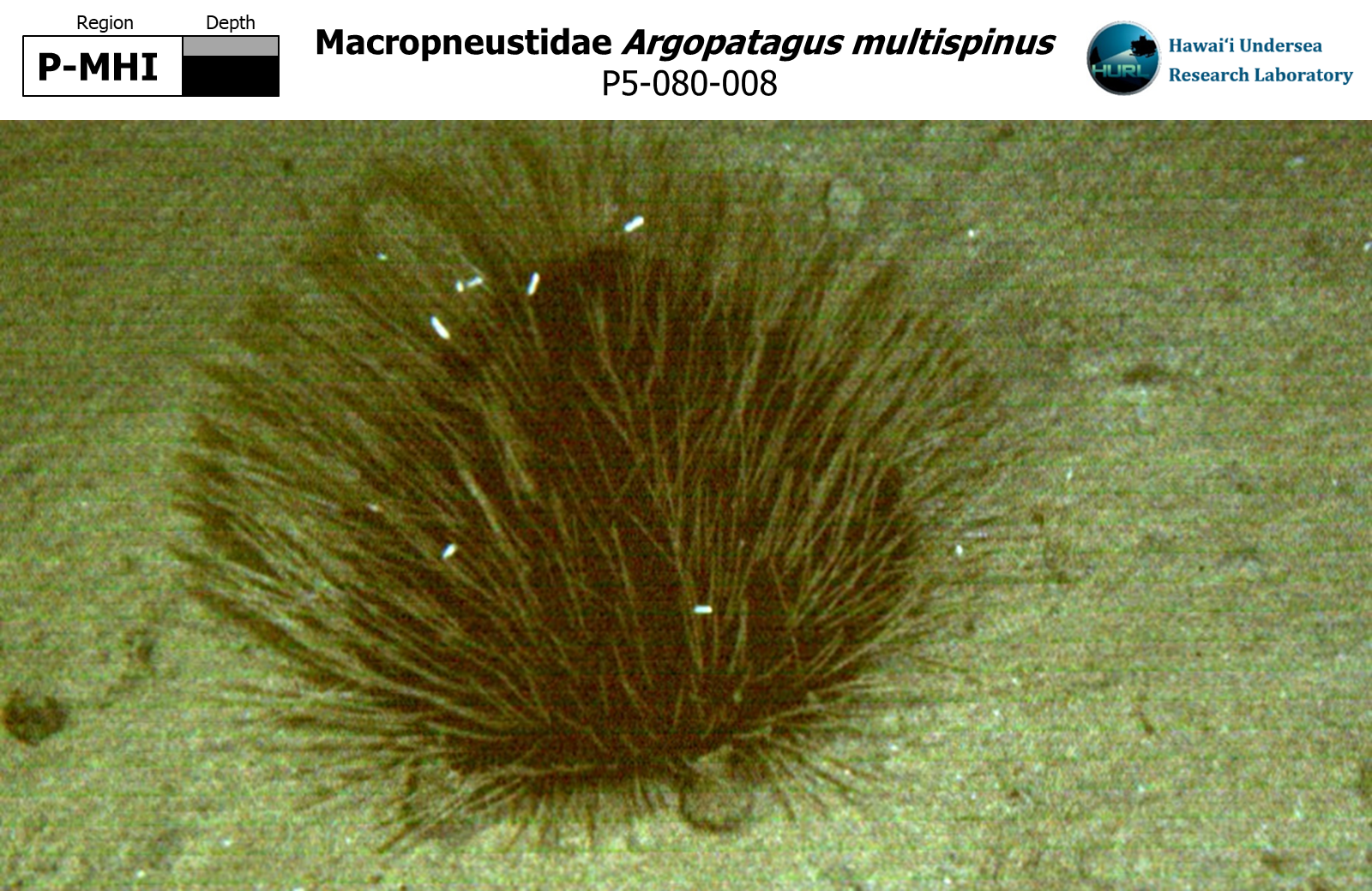 Argopatagus multispinus
