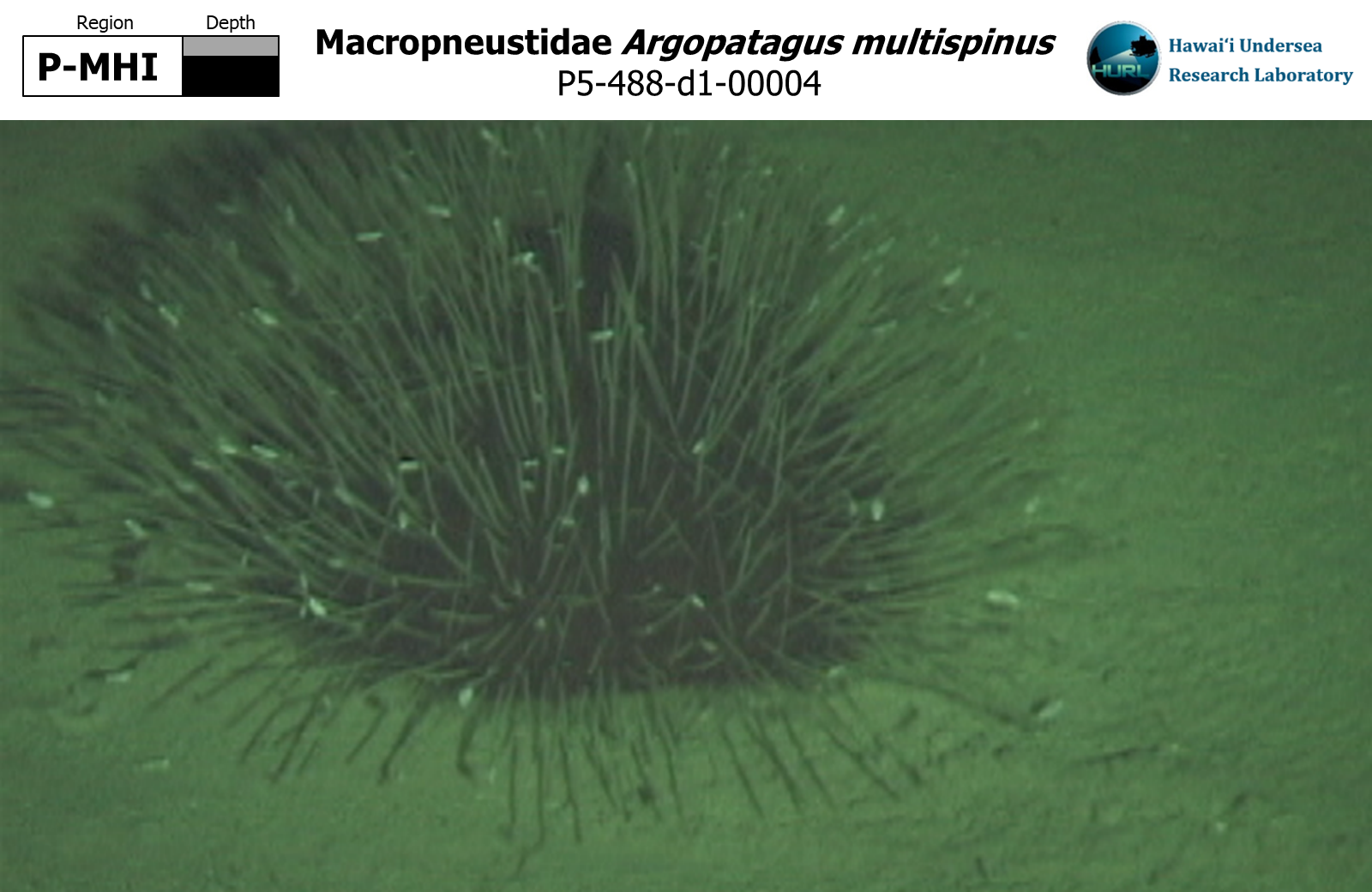 Argopatagus multispinus