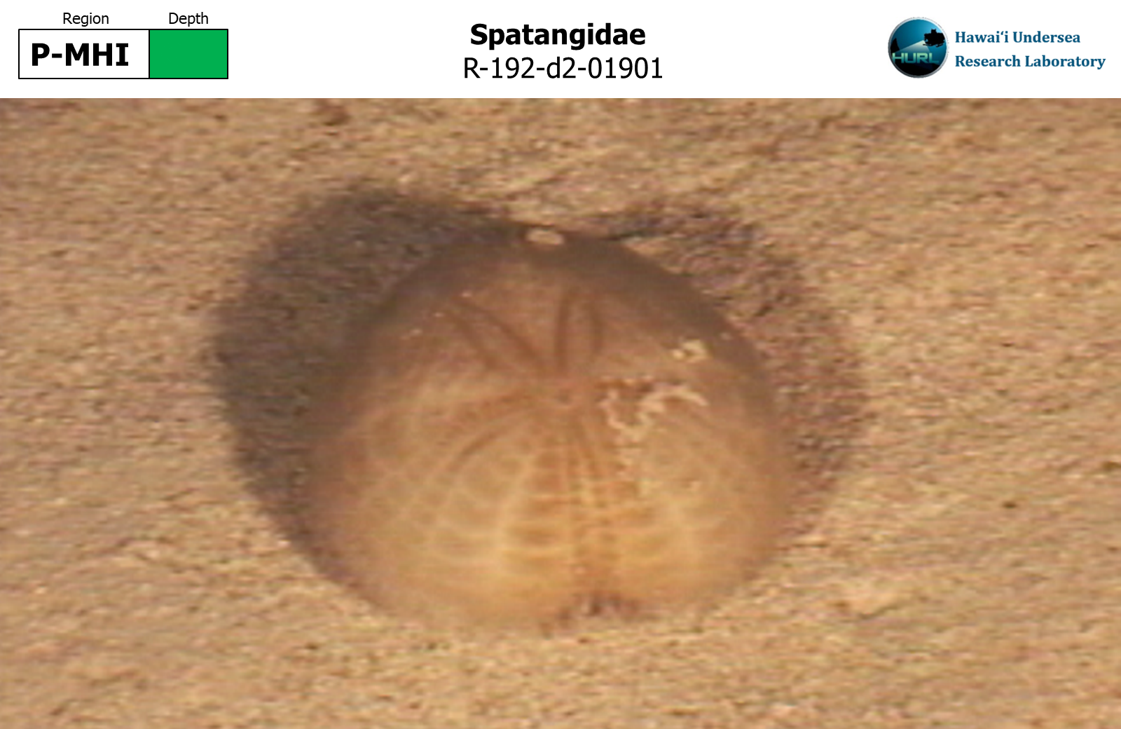 Spatangidae