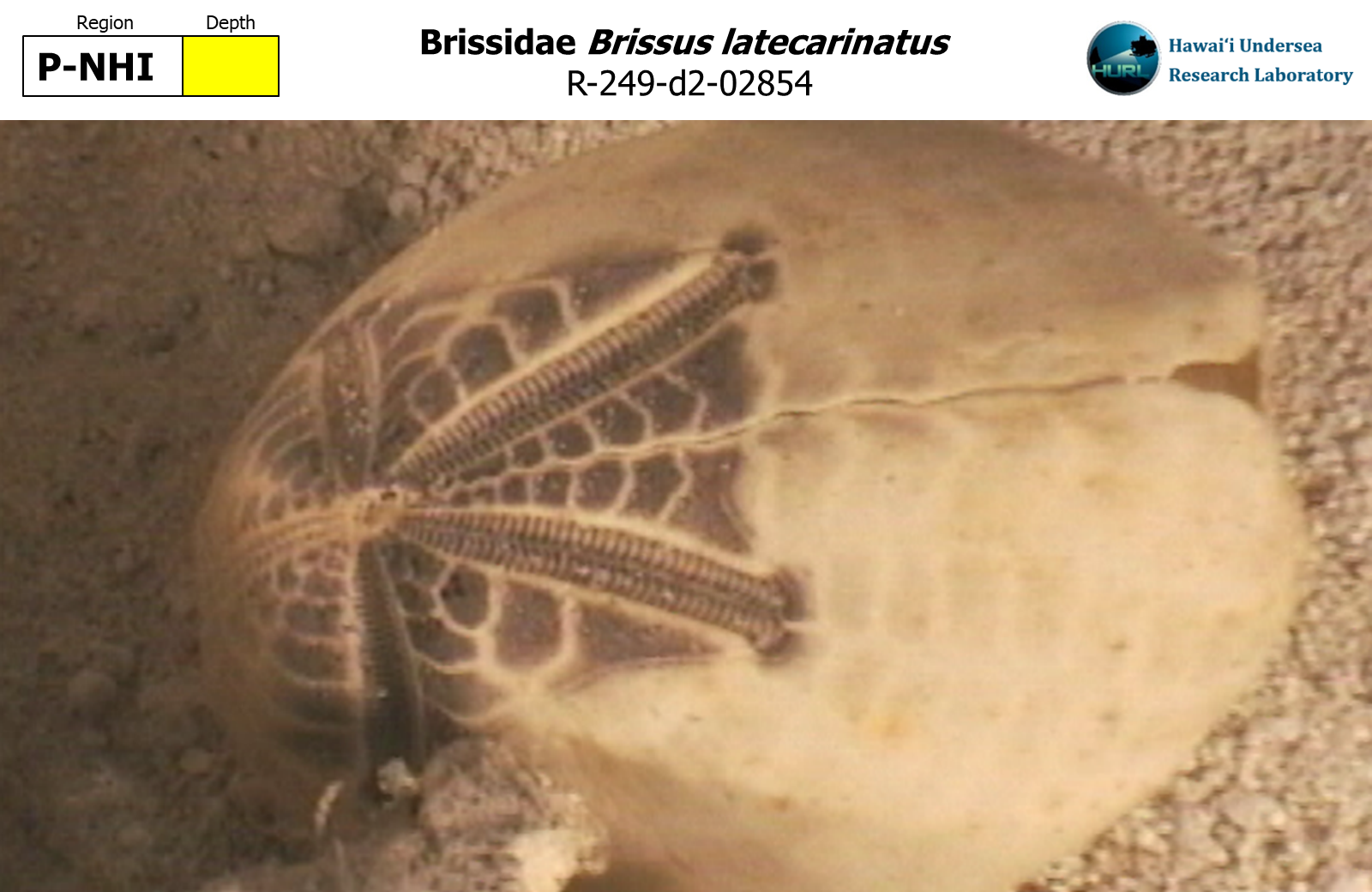 Brissus latecarinatus