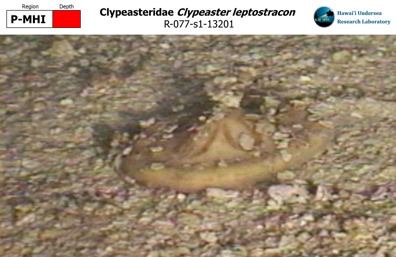 Clypeaster leptostracon