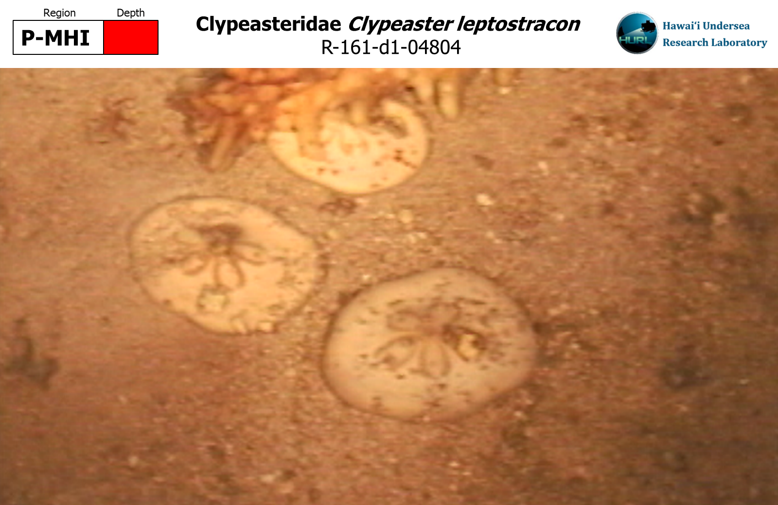 Clypeaster leptostracon