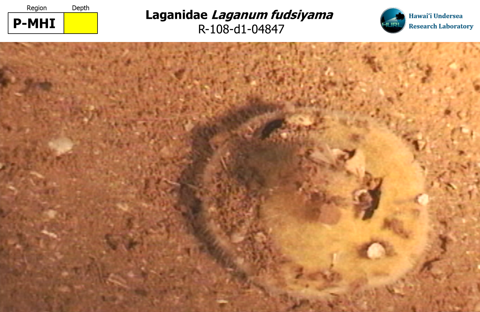 Laganum fudsiyama