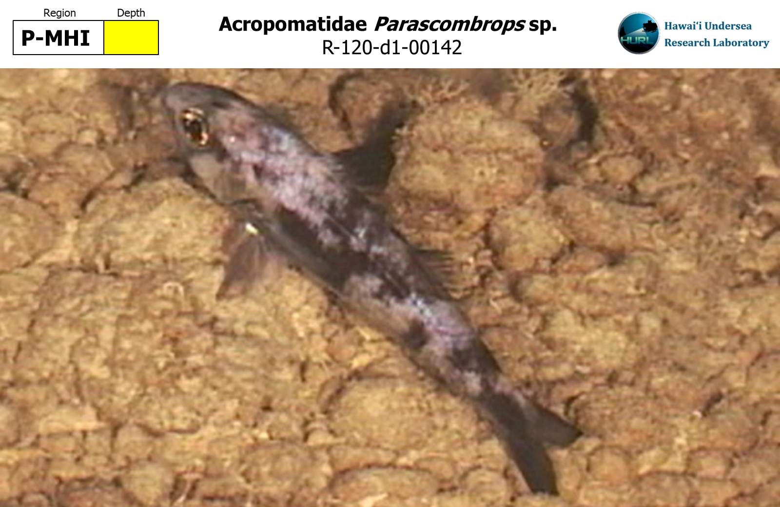 Parascombrops sp.