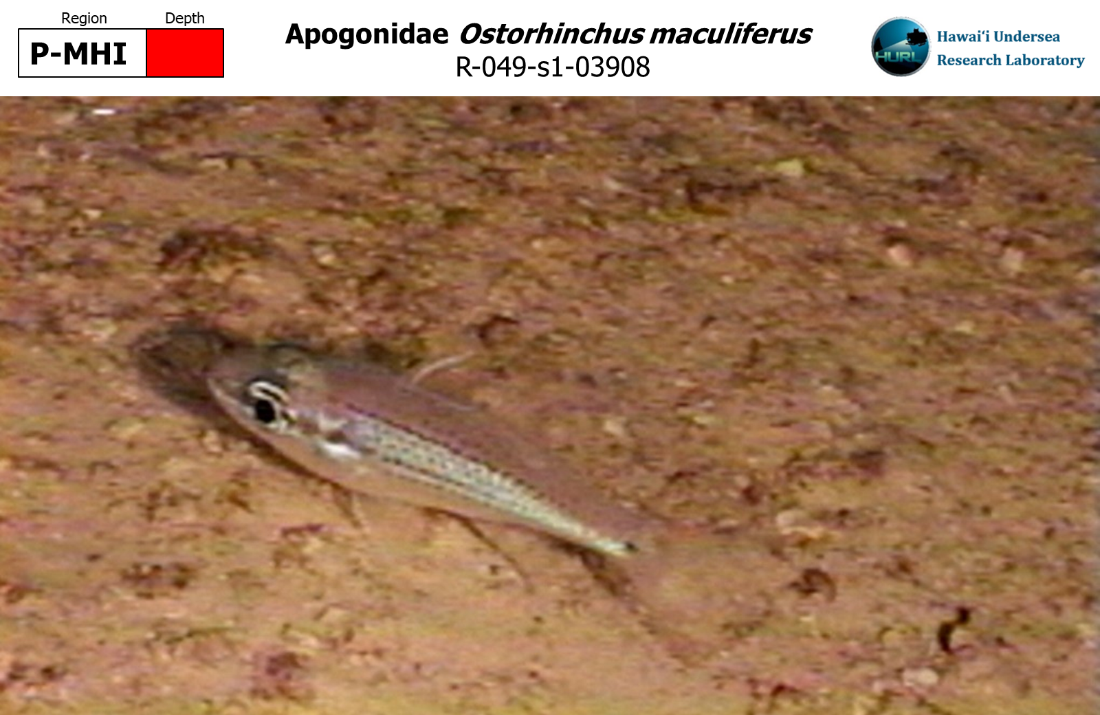 Ostorhinchus maculiferus