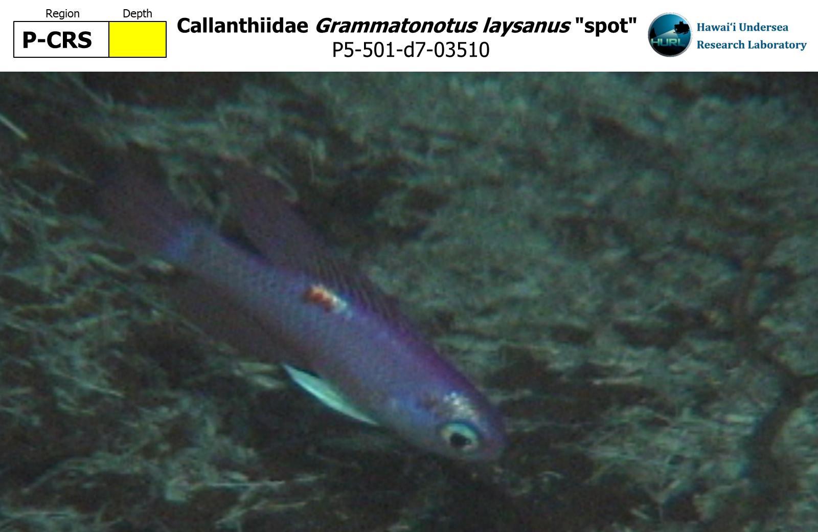 Grammatonotus laysanus "spot"