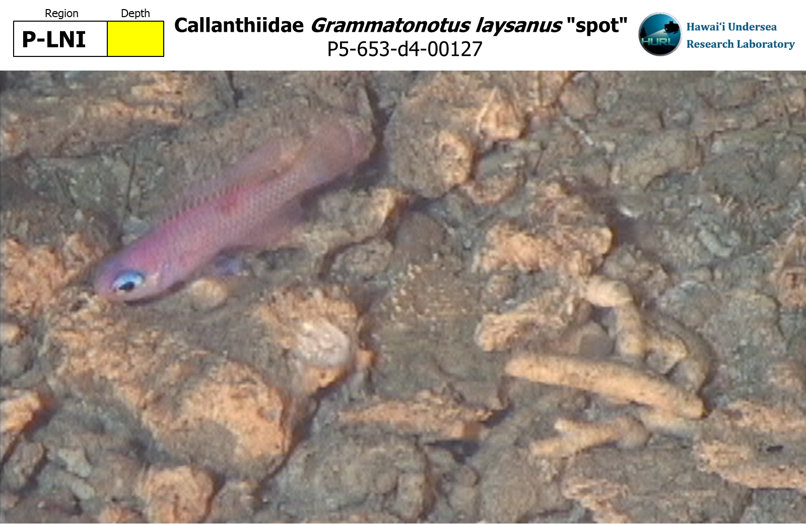 Grammatonotus laysanus "spot"