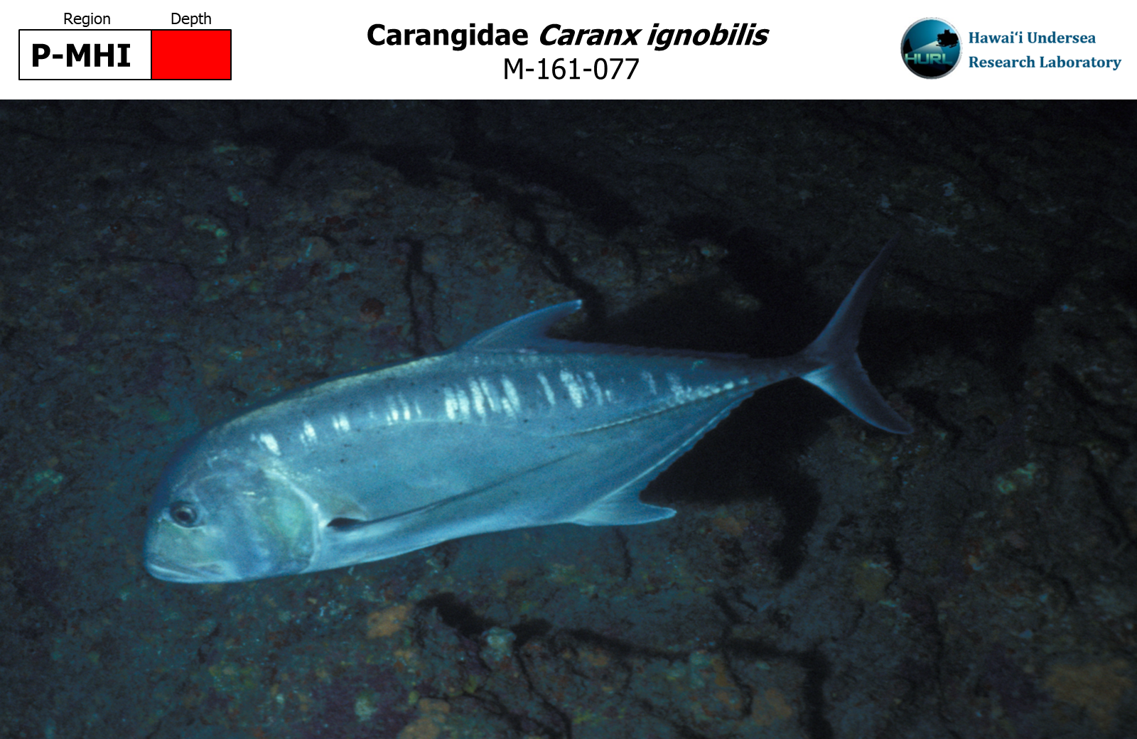 Caranx ignobilis
