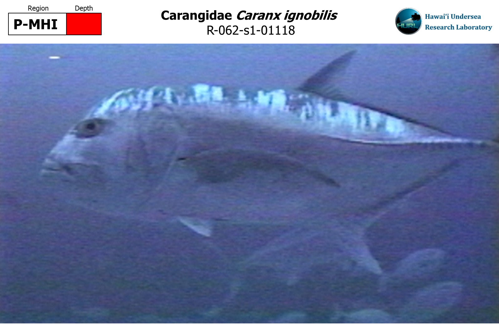 Caranx ignobilis