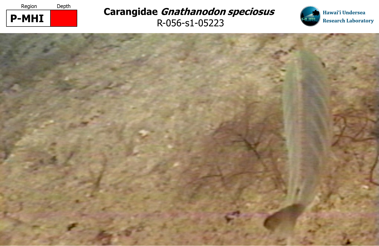 Gnathanodon speciosus