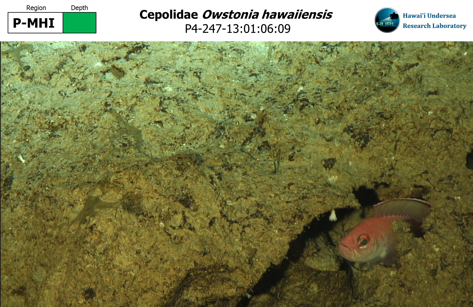 Owstonia hawaiiensis