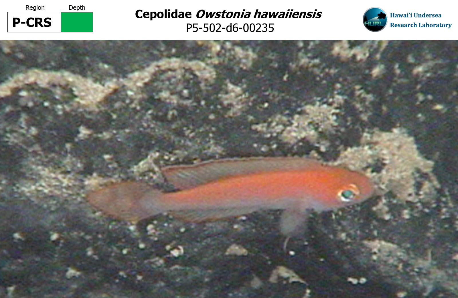 Owstonia hawaiiensis