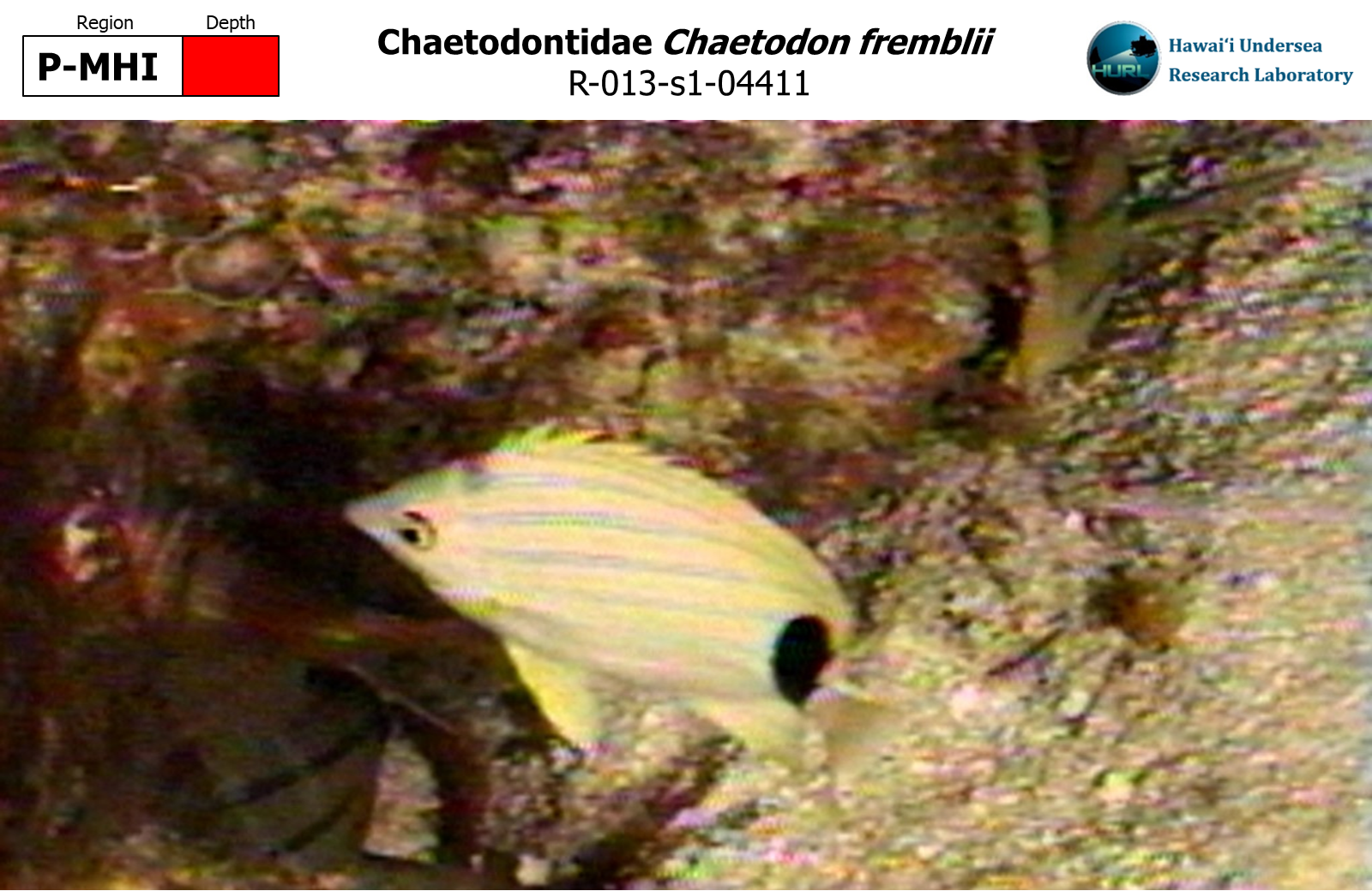 Chaetodon fremblii