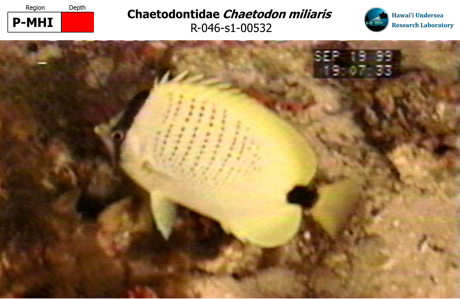 Chaetodon miliaris
