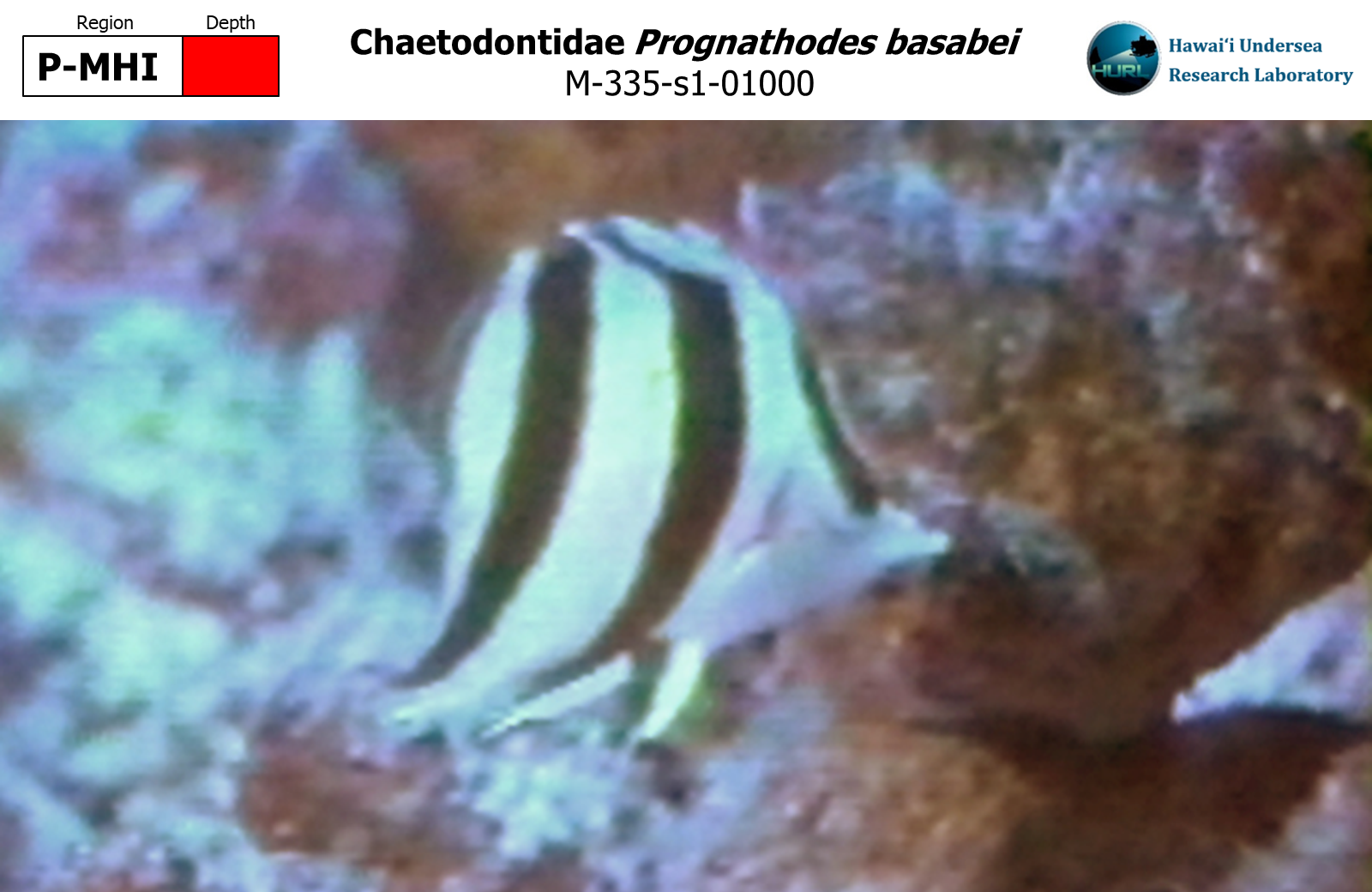 Prognathodes basabei