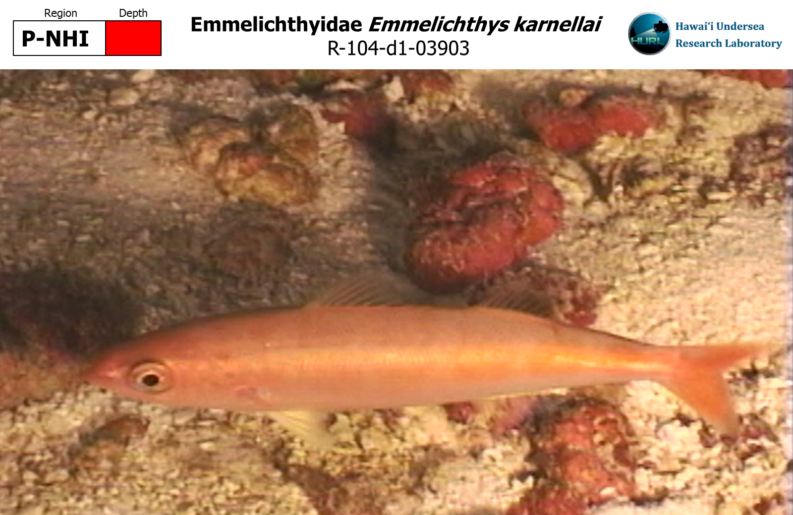 Emmelichthys karnellai