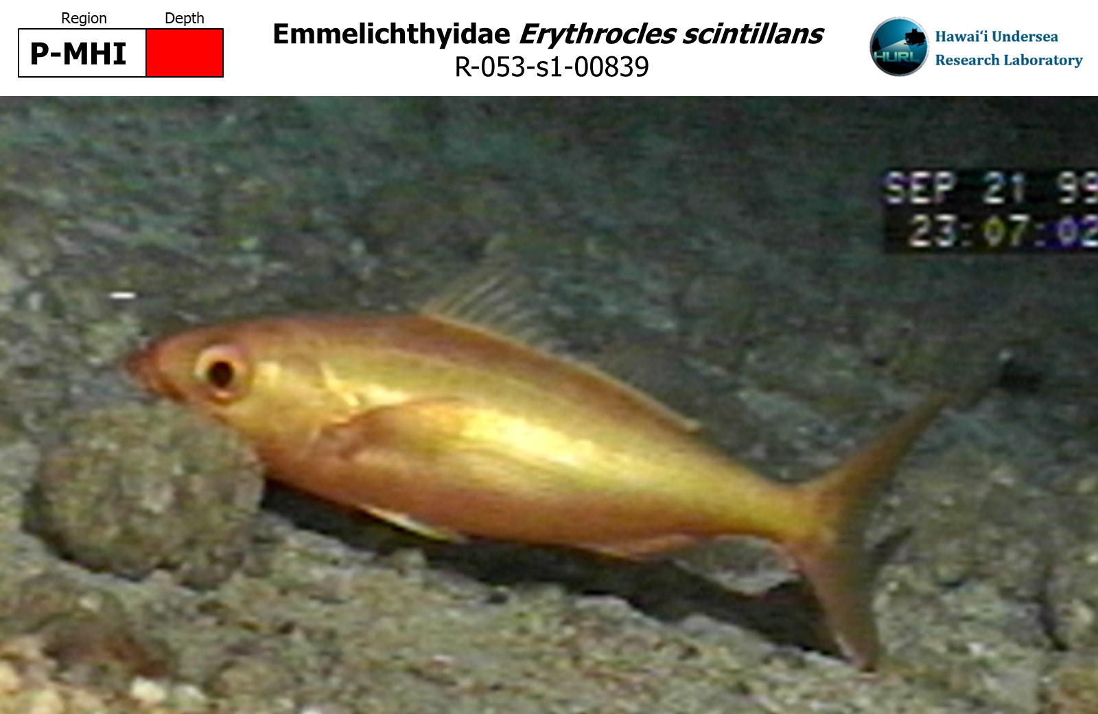 Erythrocles scintillans
