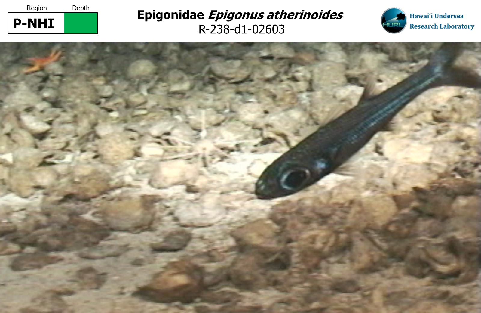 Epigonus atherinoides