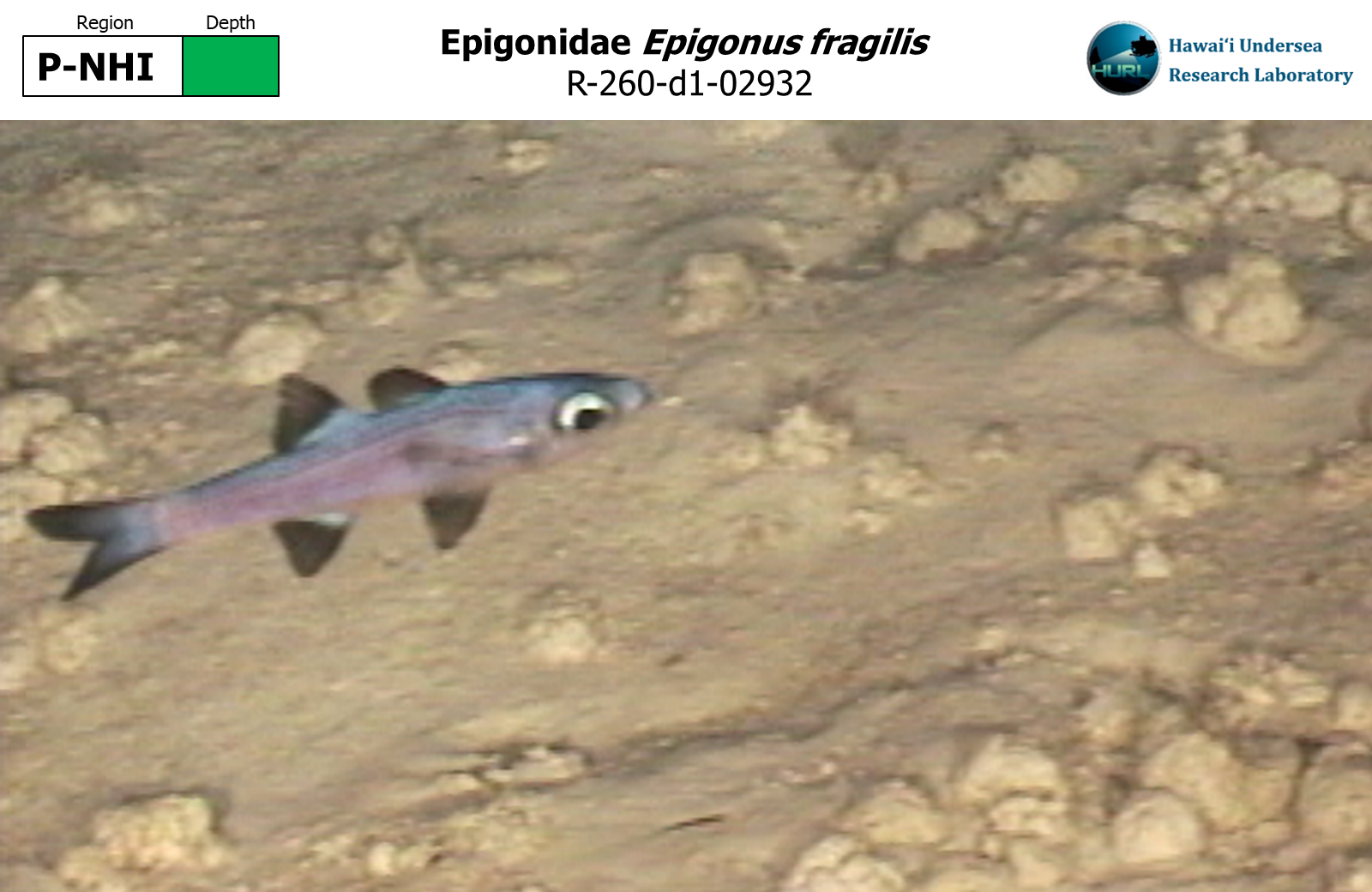 Epigonus fragilis