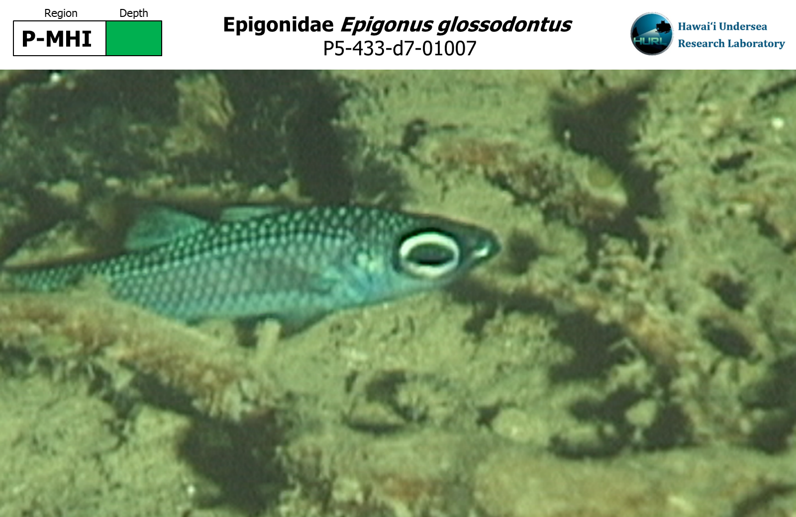 Epigonus glossodontus