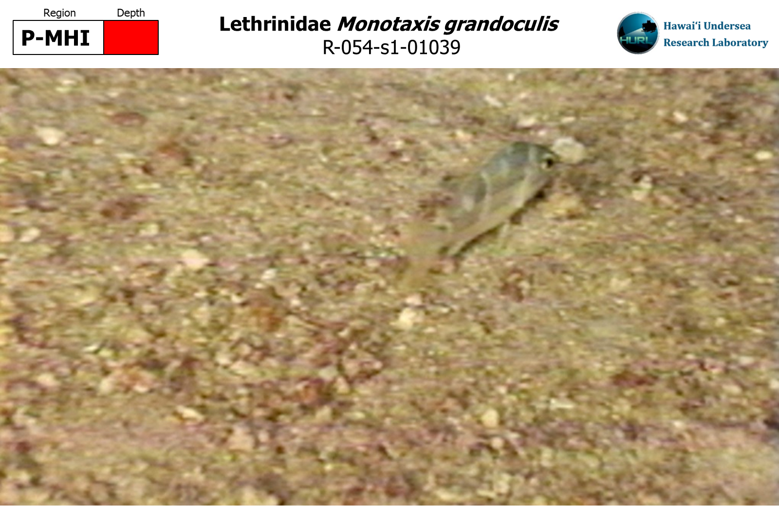 Monotaxis grandoculis