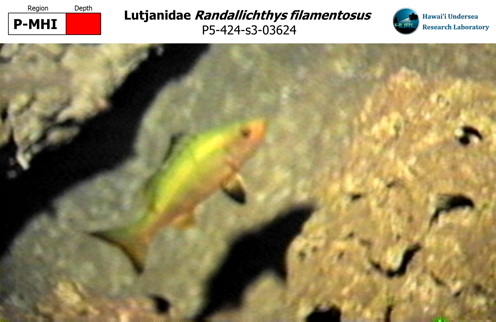 Randallichthys filamentosus