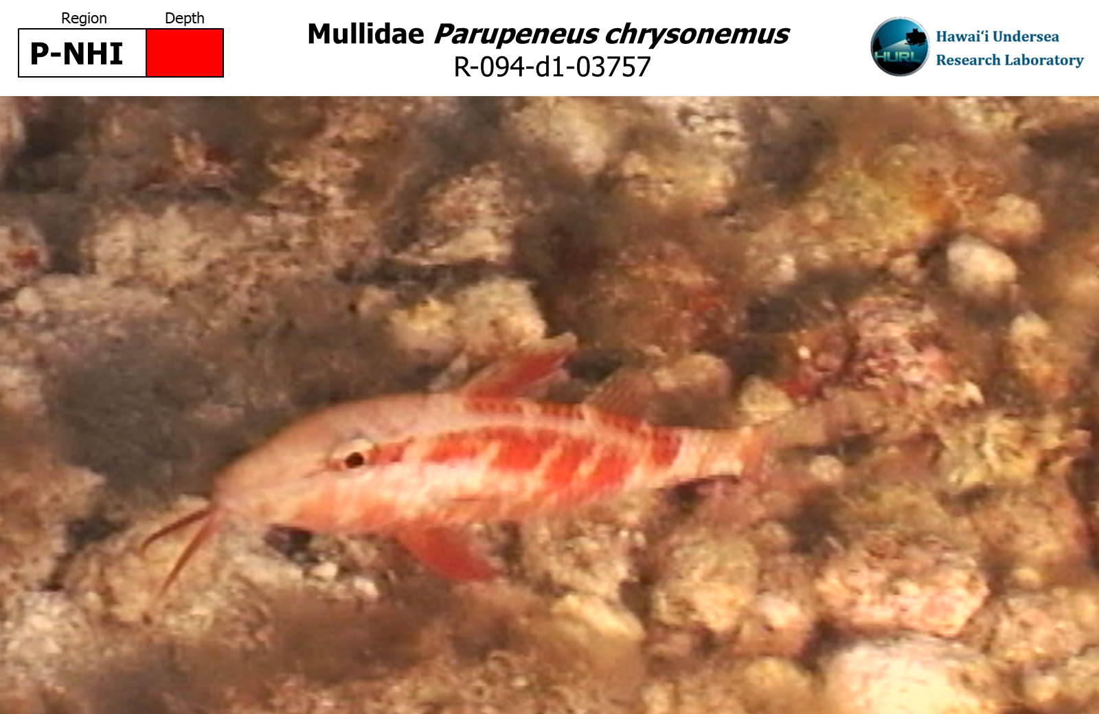 Parupeneus chrysonemus