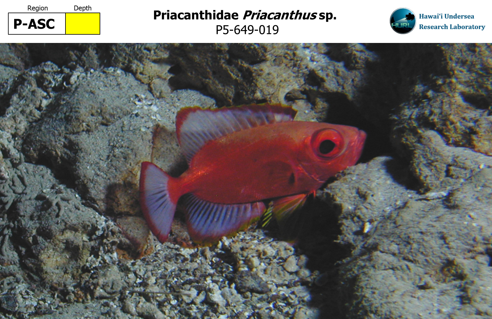 Priacanthus sp.