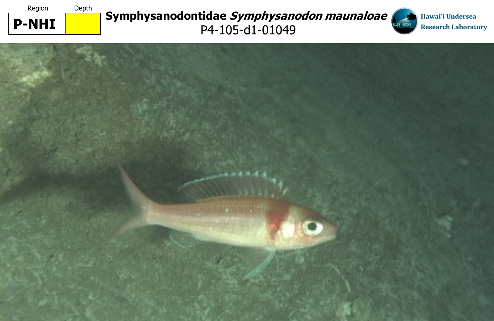 Symphysanodon maunaloae