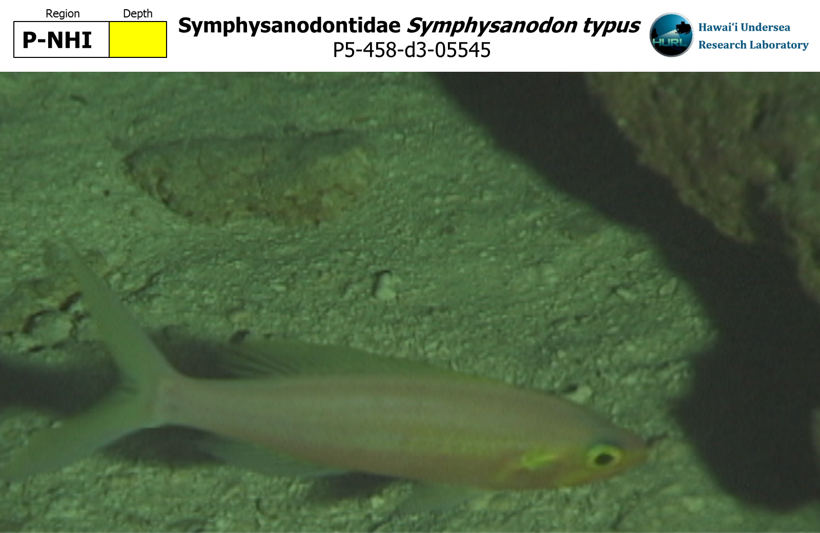Symphysanodon typus