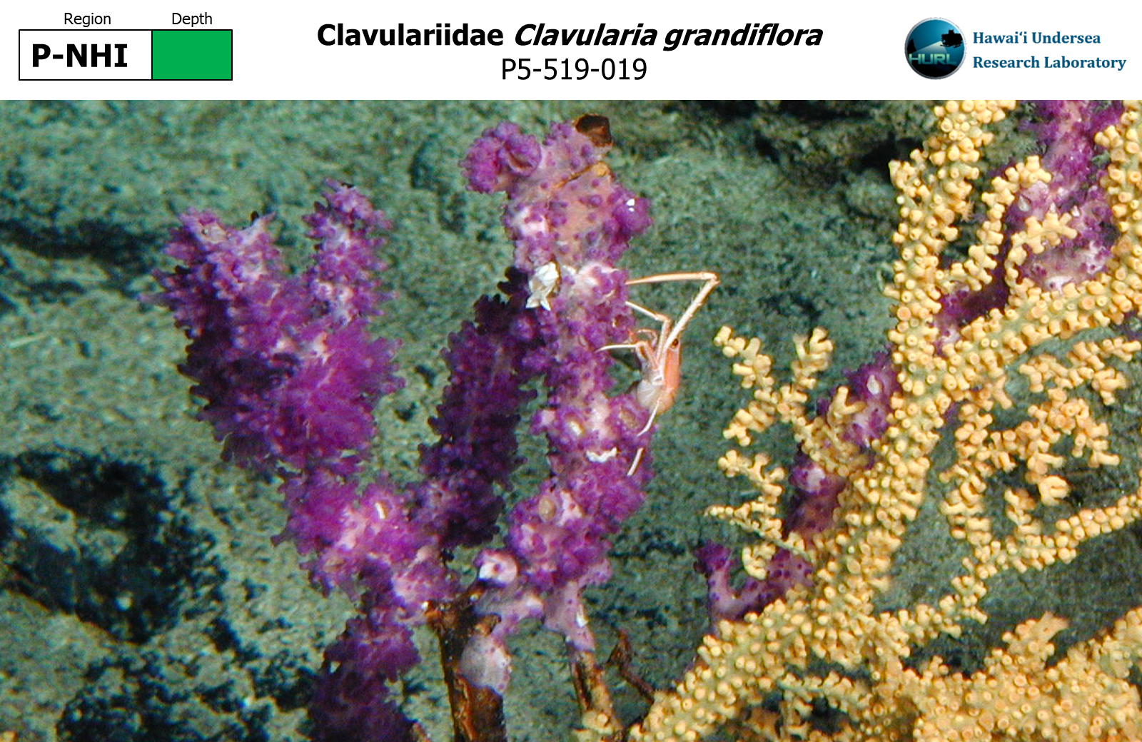 Clavularia grandiflora,P5-519-019,P-NHI,G,P5-519