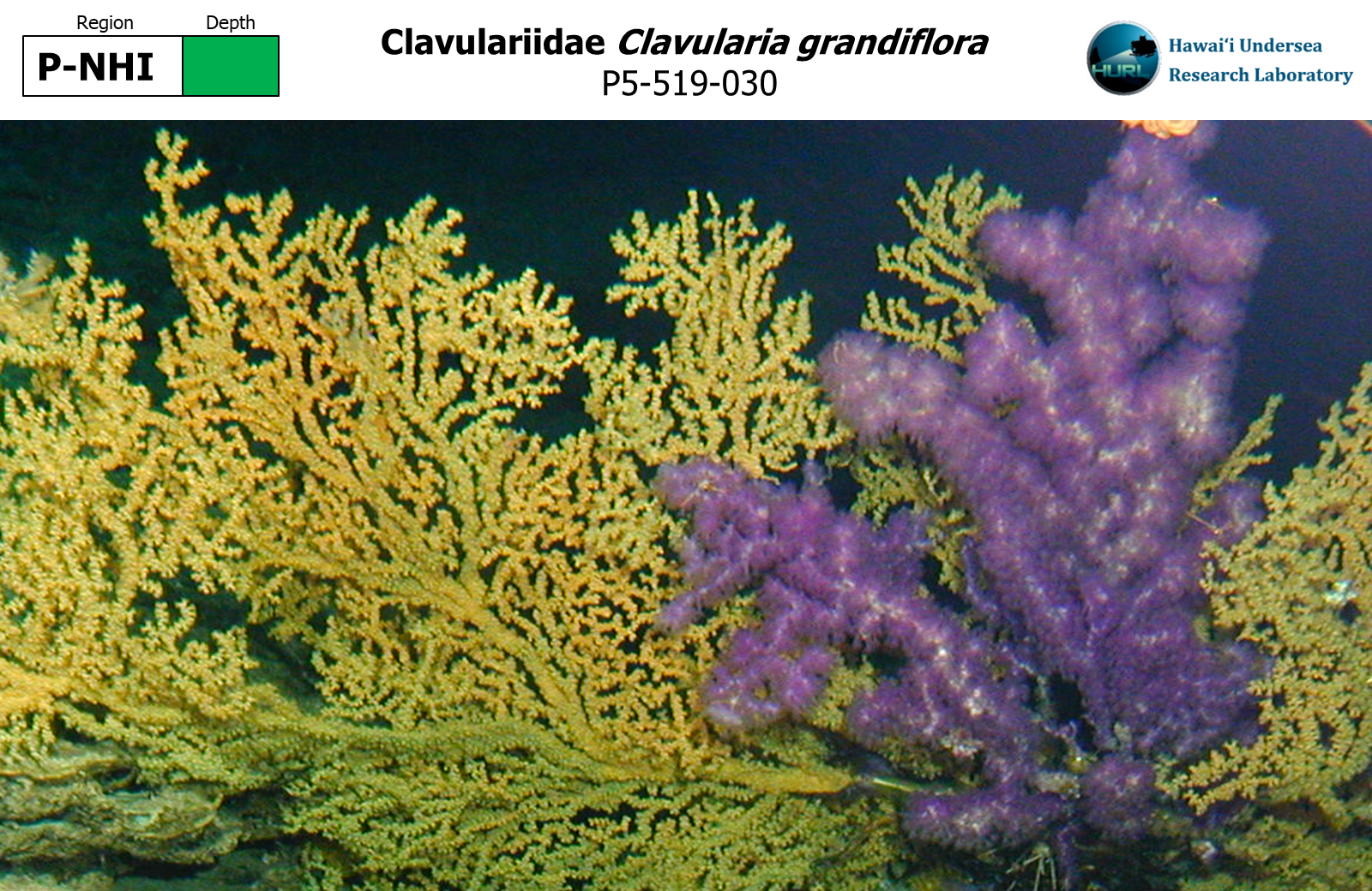 Clavularia grandiflora