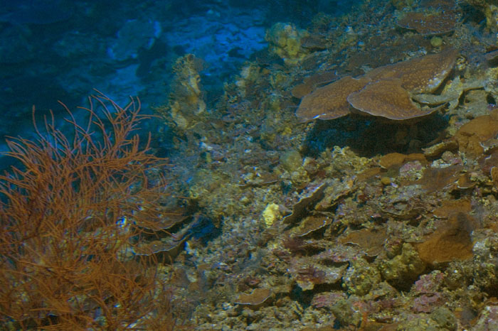 Black Coral 4