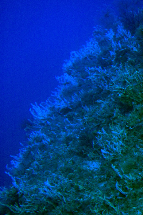 Black Coral 8