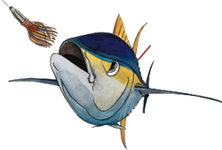 Tagged tuna graphic by Nancy Hulbirt, SOEST Illustration.